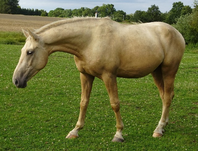 Paton Kinský Beri