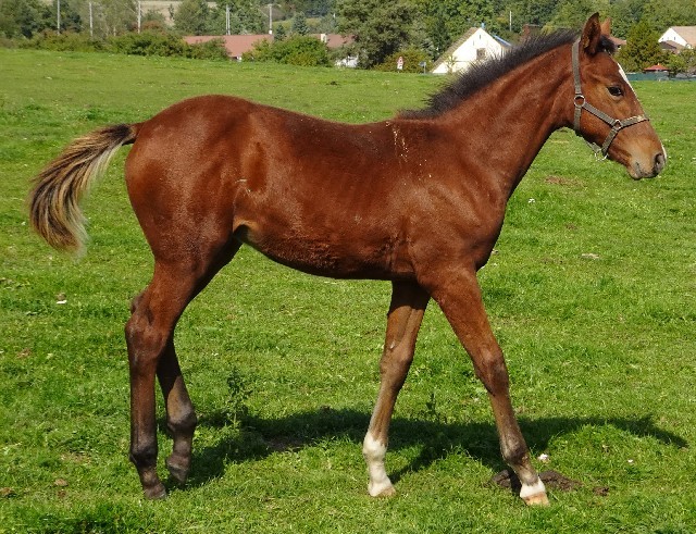 Mane Beri