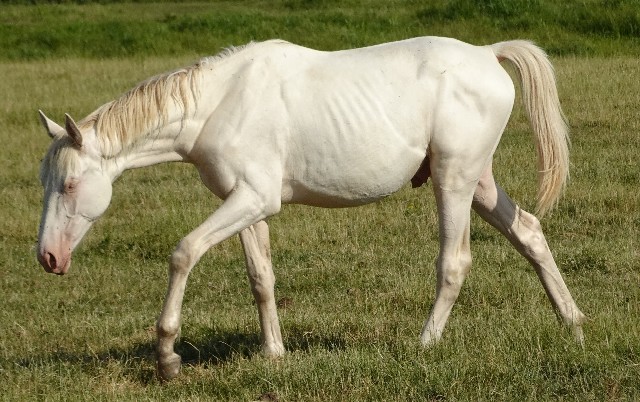 Pepper Kinský Beri