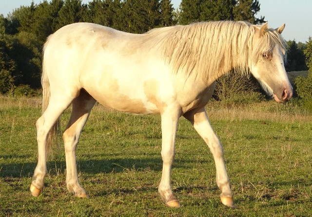 Latta Beri